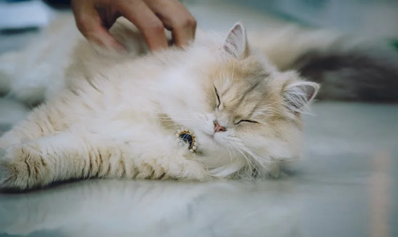 Rozbité zrcadlo: Luciina cesta skrze zradu a hledání sebe sama