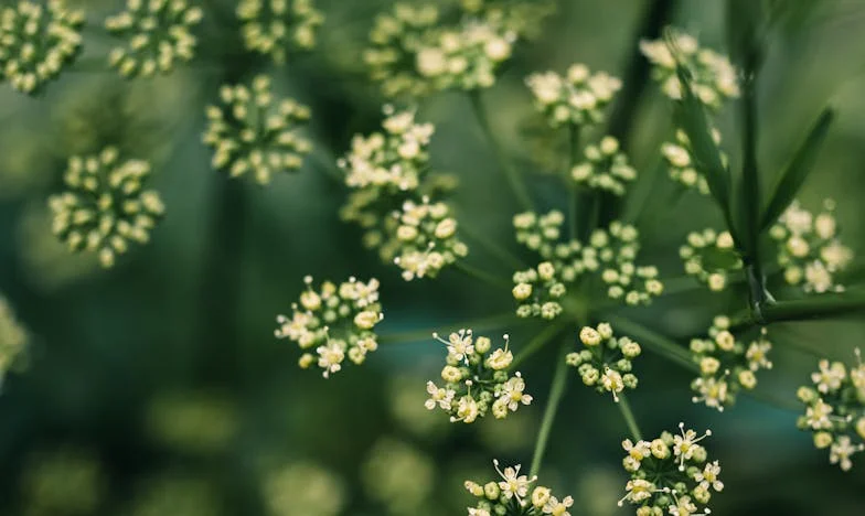 Všechno zůstalo jí: Příběh o ztrátě, rodině a neviditelnosti