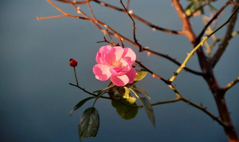 Babička nebo služka? Týden, který mi otevřel oči o vlastní rodině – příběh Marie z Brna