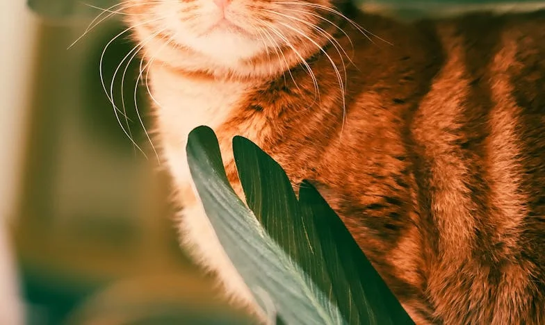 Jak jsme s Ivanou přelstily tchyni a zachránily její svatbu: Příběh o odvaze postavit se rodinným předsudkům