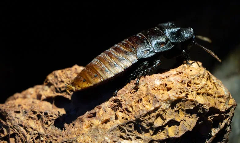 Moje NE na letošní Štědrý večer: Proč už nechci být služkou své tchyně a rodiny