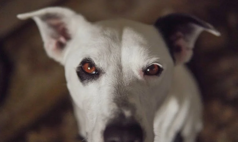 Mami, mám hlad... – Příběh české dívky o přežití domácího násilí a hledání naděje