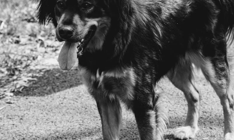 Mezi dvěma světy: Rozpolcenost mezi dcerou a stárnoucím otčímem