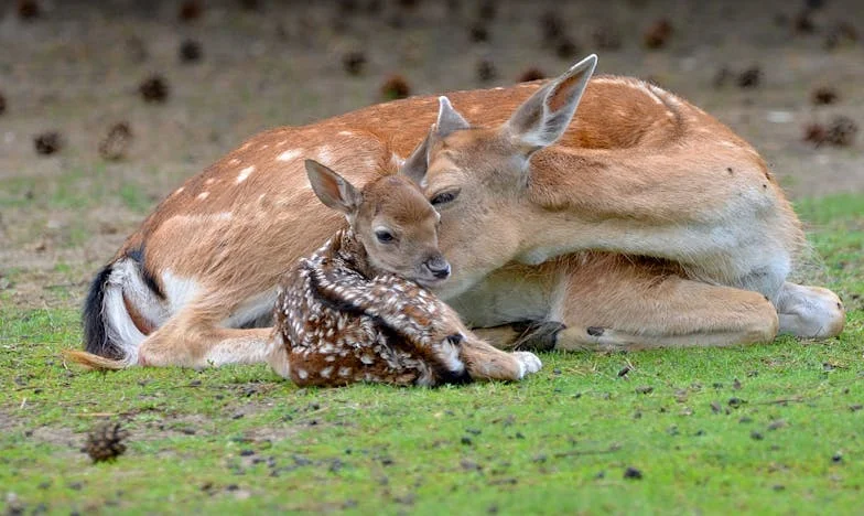 Na podzim života nám byla dána dcera, ale ne všichni ji přivítali