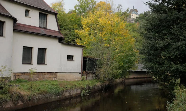 Jak mě vlk naučil znovu věřit: Příběh tří vlků v borovicích a jednoho hajného