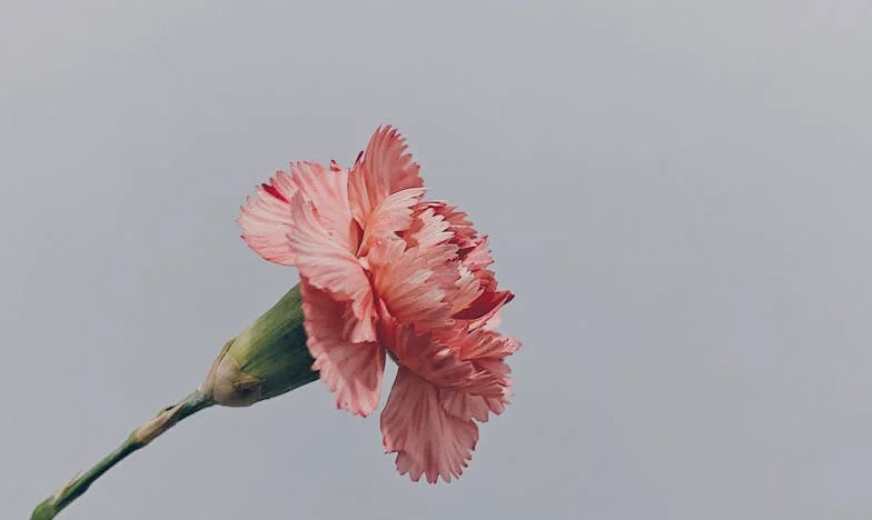 Třicet osm let ticha: Den, kdy jsem znovu pohlédla synovi do očí