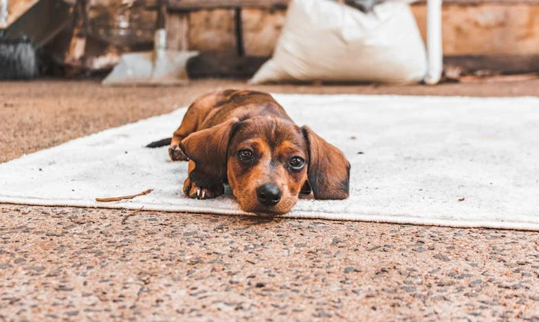 Jak mi fenka Bára roztrhala svatební fotky (a proč jsem jí za to vděčná)