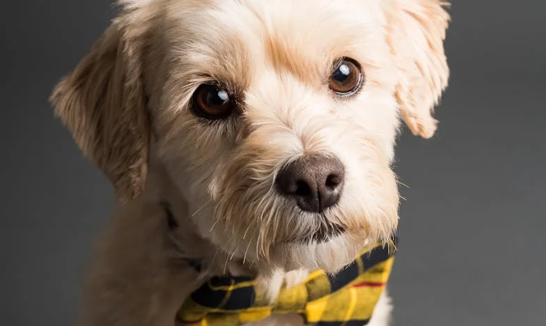 Když jsem držela Krejčího tlapku a krev nešla zastavit, pochopila jsem, že už se nikdy nevrátím zpět.