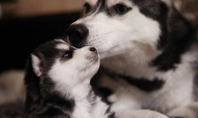 Když mi pes rozdrásal dlaň u zamčených dveří a já poprvé po rozvodu zavolala o pomoc