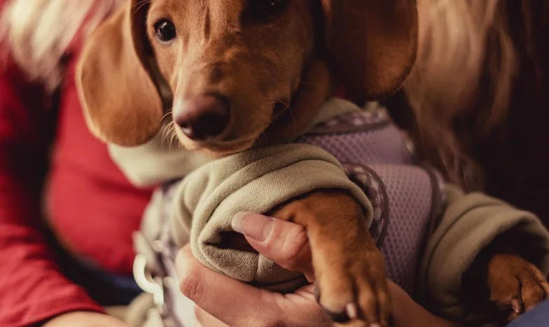 Když mi pes zabránil odejít — Příběh o sídlišti, rozvodu a jednom starém voříškovi