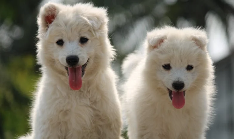 Když mi pod nohama ujela zem a na chodbě zůstala krev: pes, který mě vytáhl ze zrady