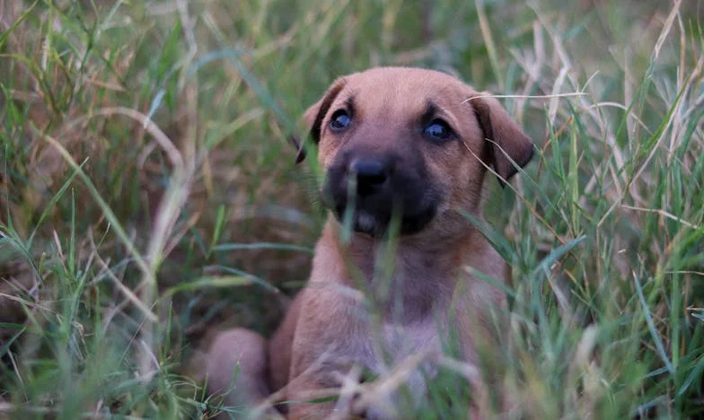 Když mi syn odešel od rodiny, držel mě nad vodou pes, kterého jsem ani nechtěla
