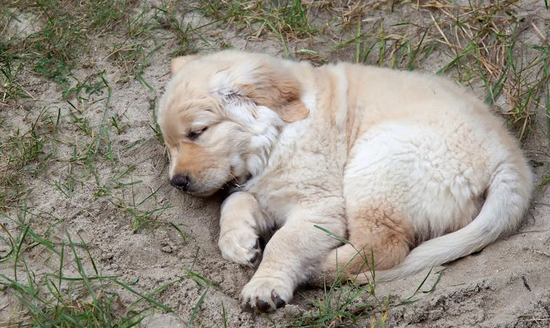 Když mi Viktor rozkousal poštu: Příběh jednoho psa, který mi zachránil život, i když jsem o to nestála
