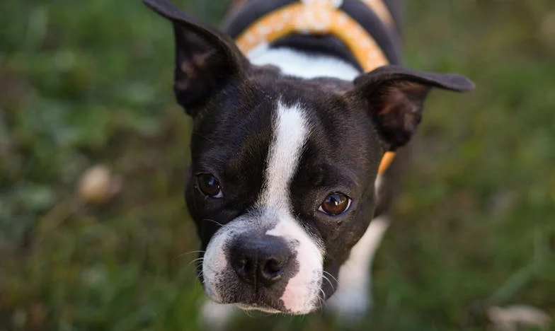 Krev na sněhu a ten zrzavý tulák: Jak mě pes z paneláku naučil znovu důvěřovat