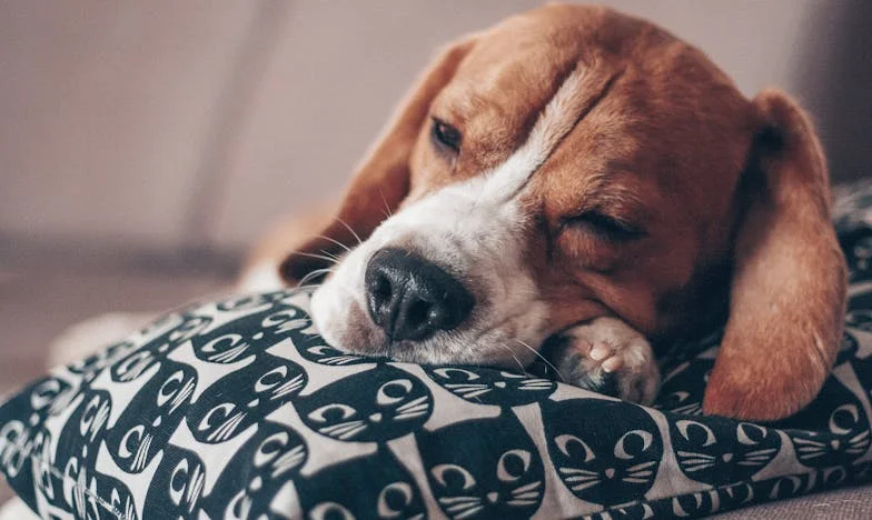 Moje máma v důchodu si vybrala lásku místo hlídání — a pes mi ukázal, co je vlastně „opravdu potřebovat“