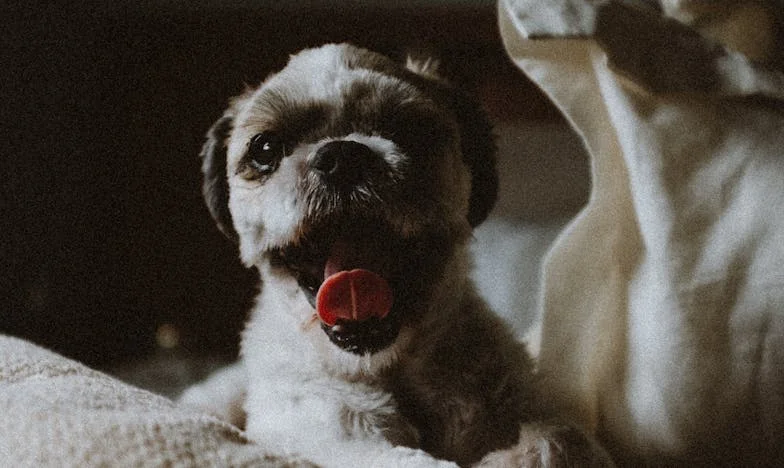 Můj život se změnil díky černému voříškovi: Jak mě Matýsek vytáhl z temnoty po rozvodu