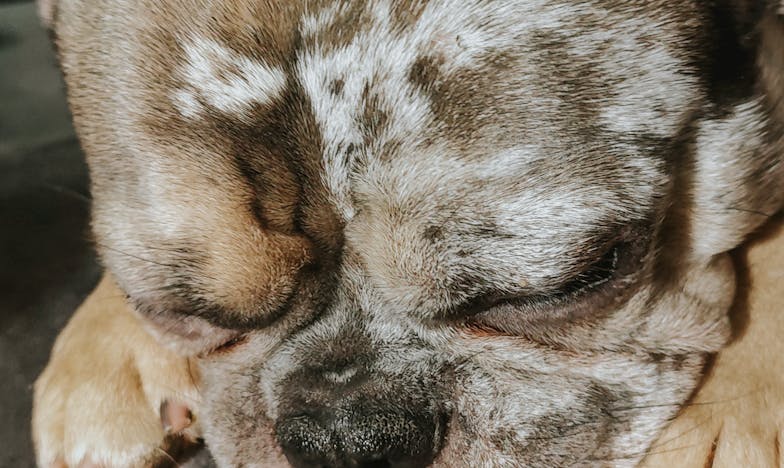 Můj život změnil Max – když pes zachránil člověka před úplným zhroucením