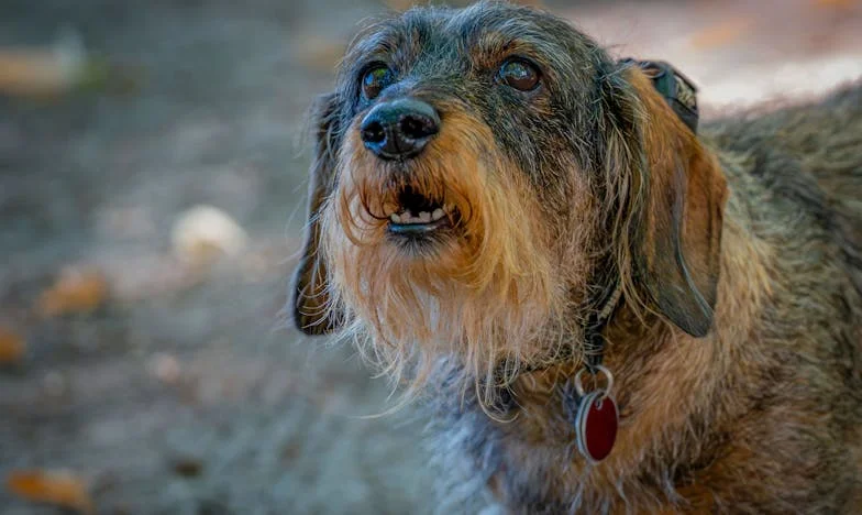 Nečekaná cesta: Jak mě starý baset naučil znovu věřit lidem (a sobě)