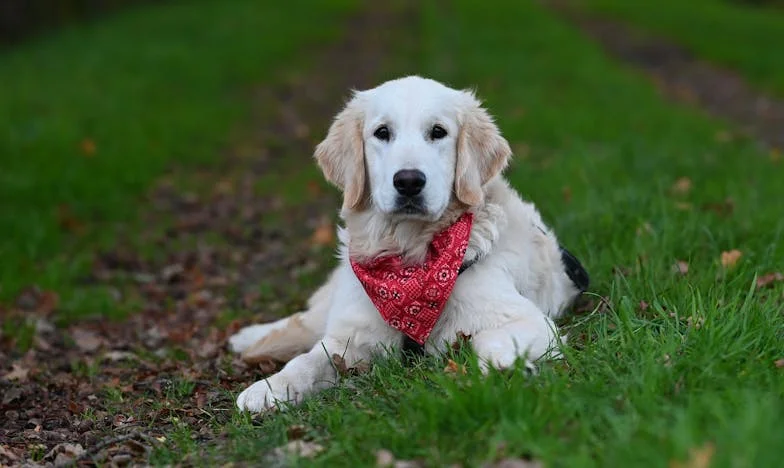 Oči, které vidí víc: Jak mi vytrvalý psí pohled změnil život po rozvodu