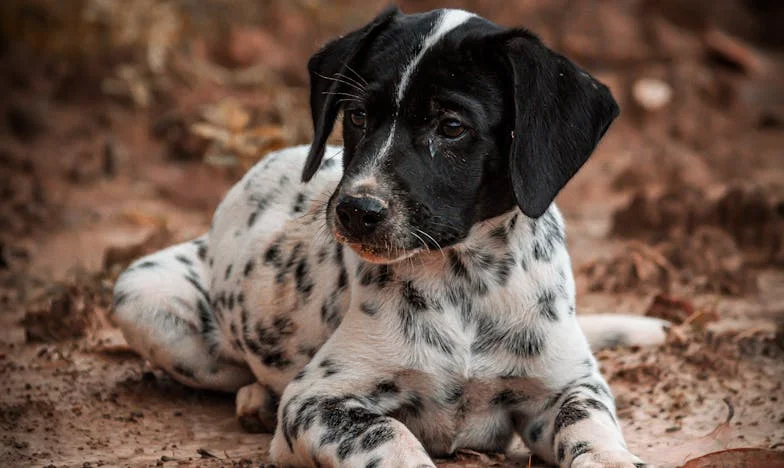 Pes čuchal krev pod mým polštářem. Zvonili sousedé a já netušila, jestli se dožiju rána.