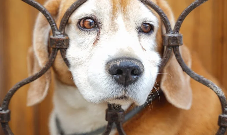 „Pes, který mě vytáhl z propasti: Můj život po rozvodu ve stínu sídliště”