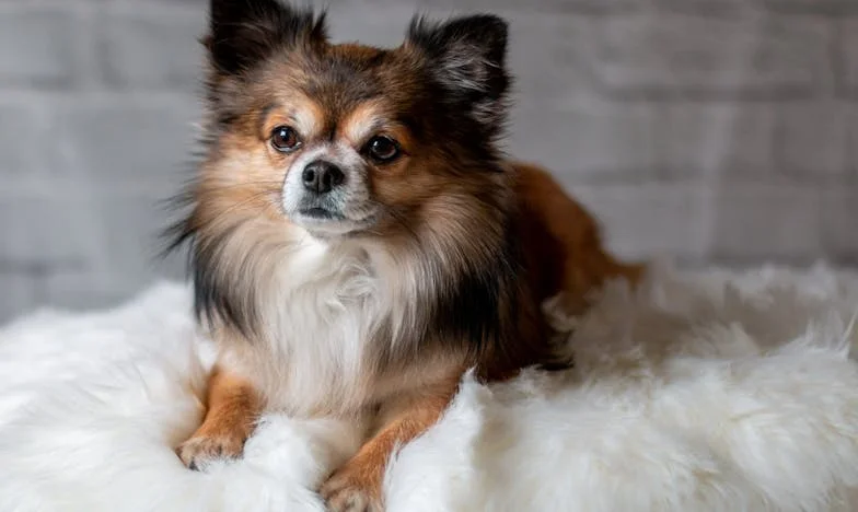 Vyštěkaná pravda: Jak mi Argo pomohl najít vlastní hlas v cizím domě