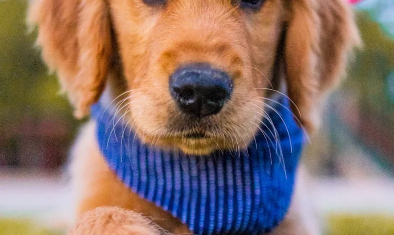 Ztracený čich, nalezený směr: Jak mi nalezený vořech změnil život v Olomouci