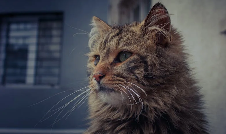 „Už nemáš matku!” – Příběh mezi dvěma ohni v české rodině