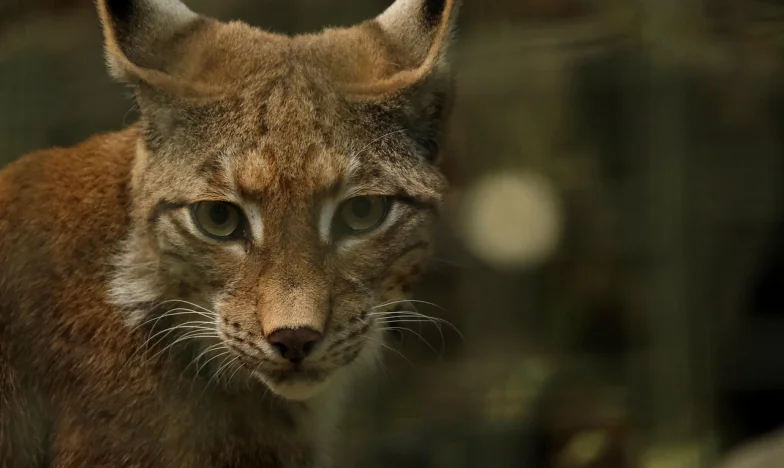 Pomoc! Moje tchyně se chce nastěhovat k nám! Co mám dělat?