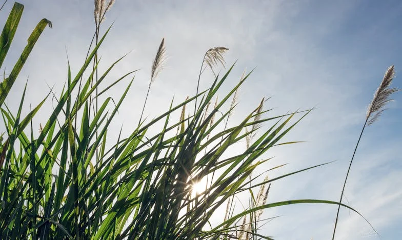 Какво прави моят съпруг всеки четвъртък вечер?