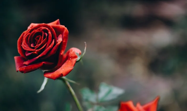 Когато любовта и тайните се сблъскат: Историята на Дани и Лилия