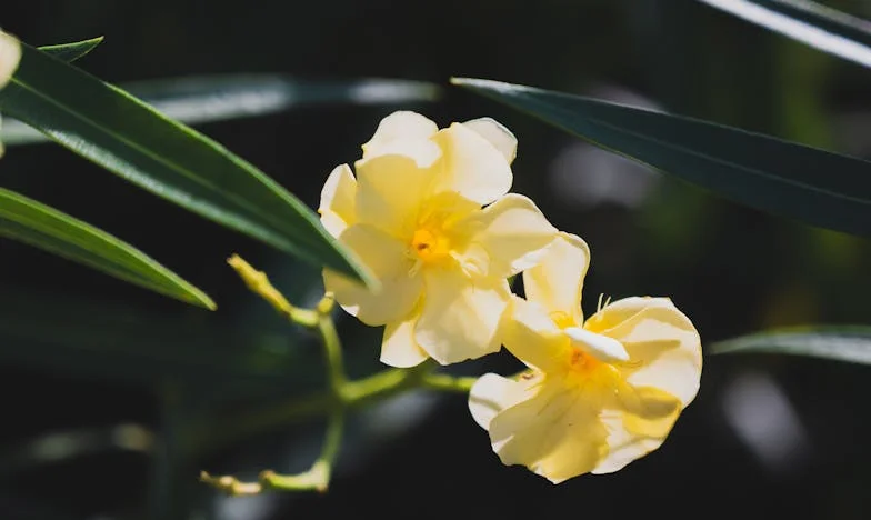 Между стените на собствения ми дом: Историята на една българска свекърва