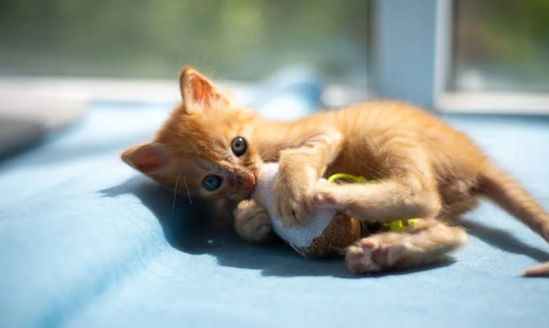 Между тишината и вика: Историята на едно семейство на ръба