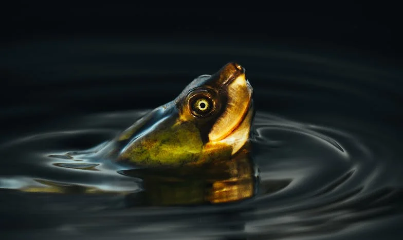 Непростими решения: История за вина, прошка и ново начало