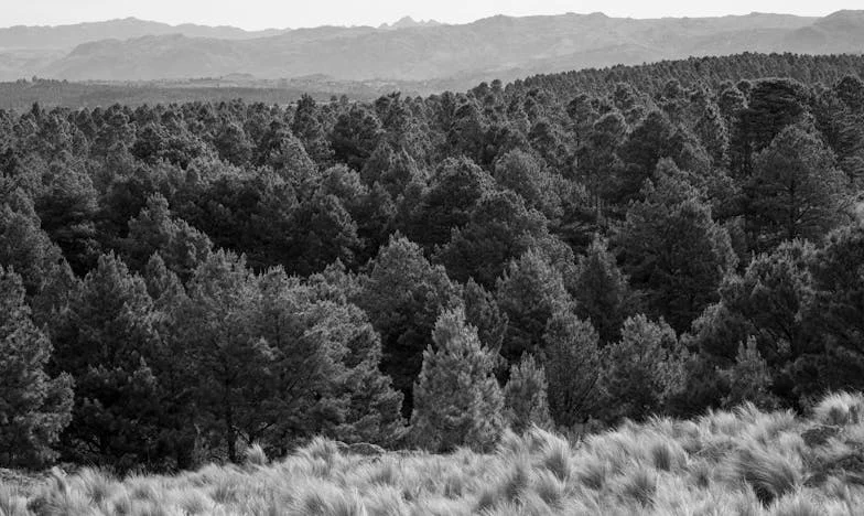 След сватбата разбрах, че мъжът ми слуша само майка си: съжалявам за изгубеното време и за това, че позволих да ме управляват