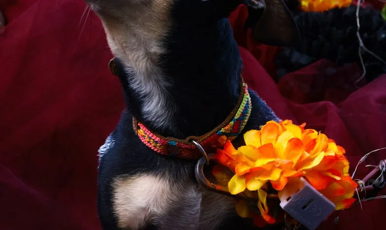 Горчивото предложение на свекървата: Когато останах сама с бебето