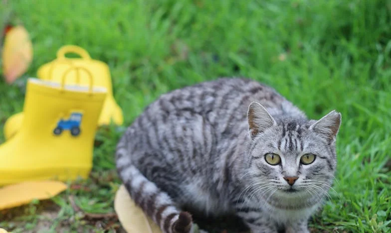 Когато домът ти вече не е твой: История за предателство и битка за справедливост