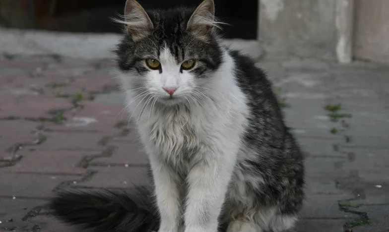 Когато подаръкът не беше за мен: История за смелостта да кажеш истината на свекърва си