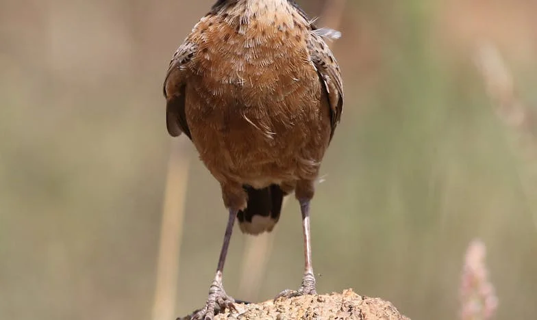 Лятото, което разкъса семейството ми: Истината за почивката с тъщата на българското Черноморие
