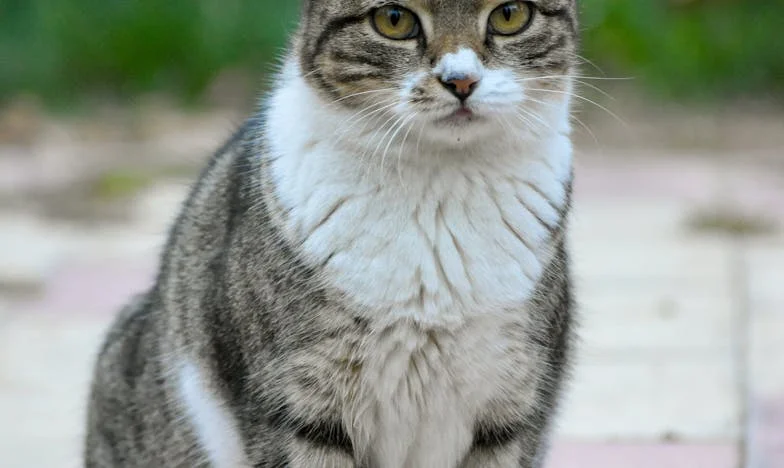 В сянката на свекървата – Как недоверието разруши моето семейство