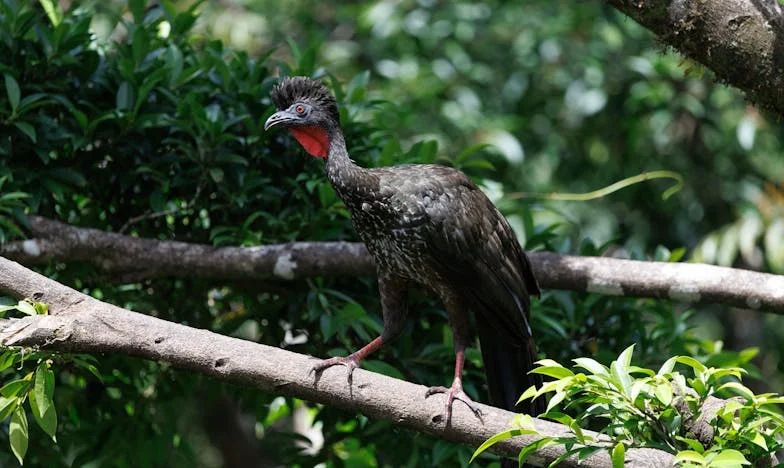 Чудото на „Пирогов“: Завръщане от тъмнината след двадесет месеца