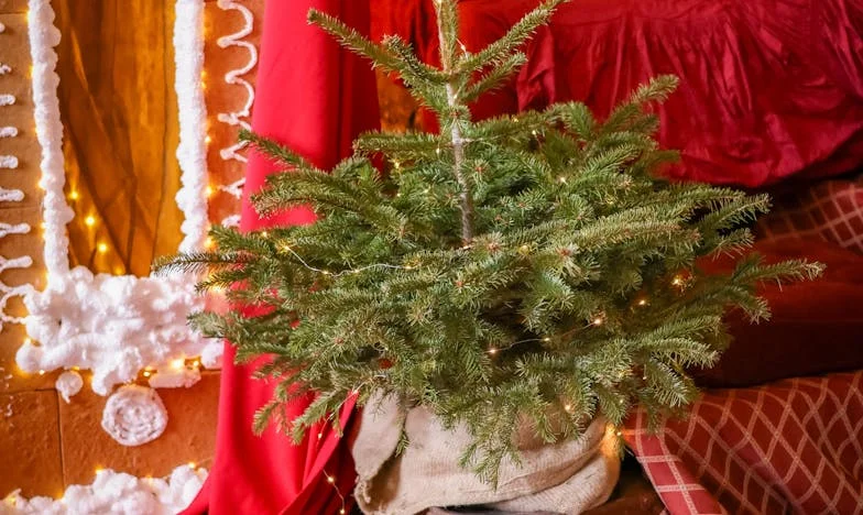 Когато домът се разпада: История за предателство, завръщане и прошка