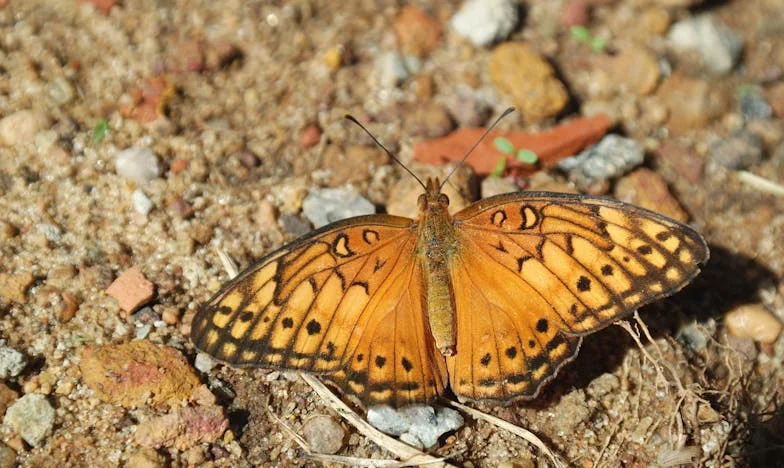 Моето си е мое: История за наследство, семейство и предателство