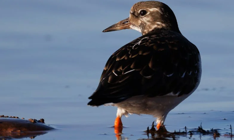 Невидима в собствения си дом: Историята на една майка в София