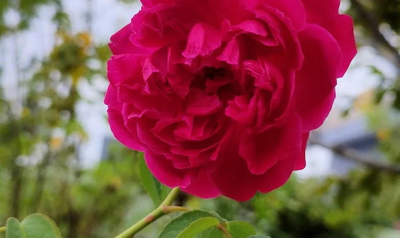 От деня, в който изпуснах лъжицата – Новото начало на една българска вдовица в тишината