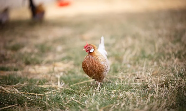 Едно внуче стига: История за майчинството, болката и смелостта