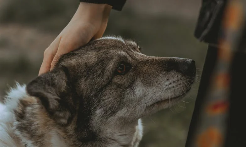 Когато любовта не пита за възраст: Историята на Димитър и Мария