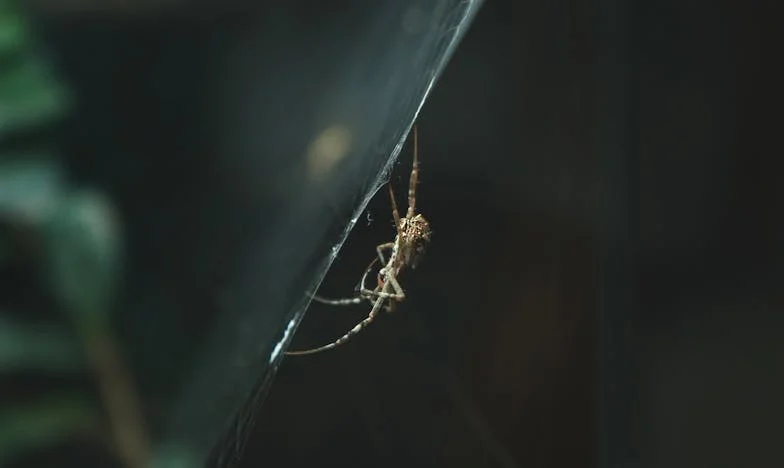 Между двама огъня: Как разводът на родителите ми разкъсва семейството ми