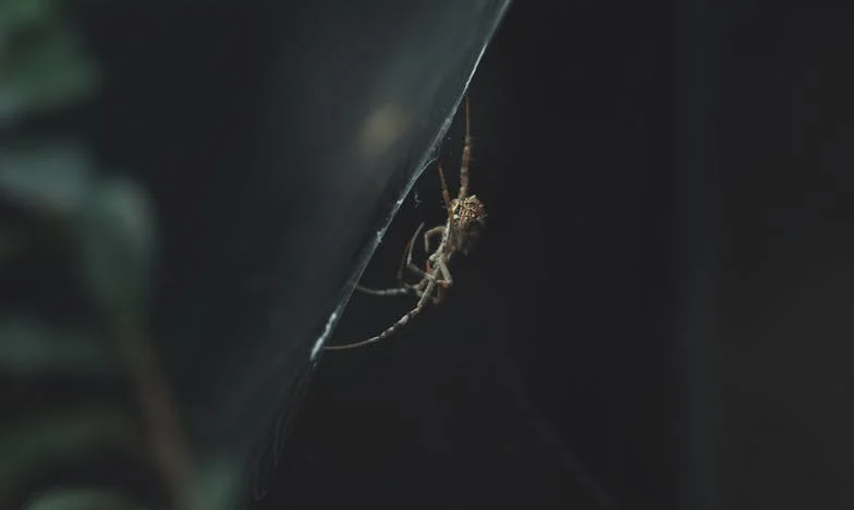 Между две майки: Борбата за приемане в едно ново семейство