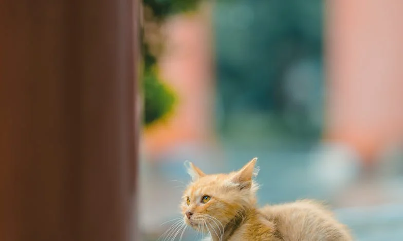 Само портфейл ли съм за съпруга си? – Изповедта на една българка за невидимите тежести